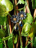 E0561_ Beautiful floral design danglers with delicate work with a touch of dazlzing stones (medium size hanging)
